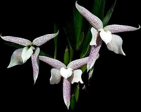 Encyclia garciana